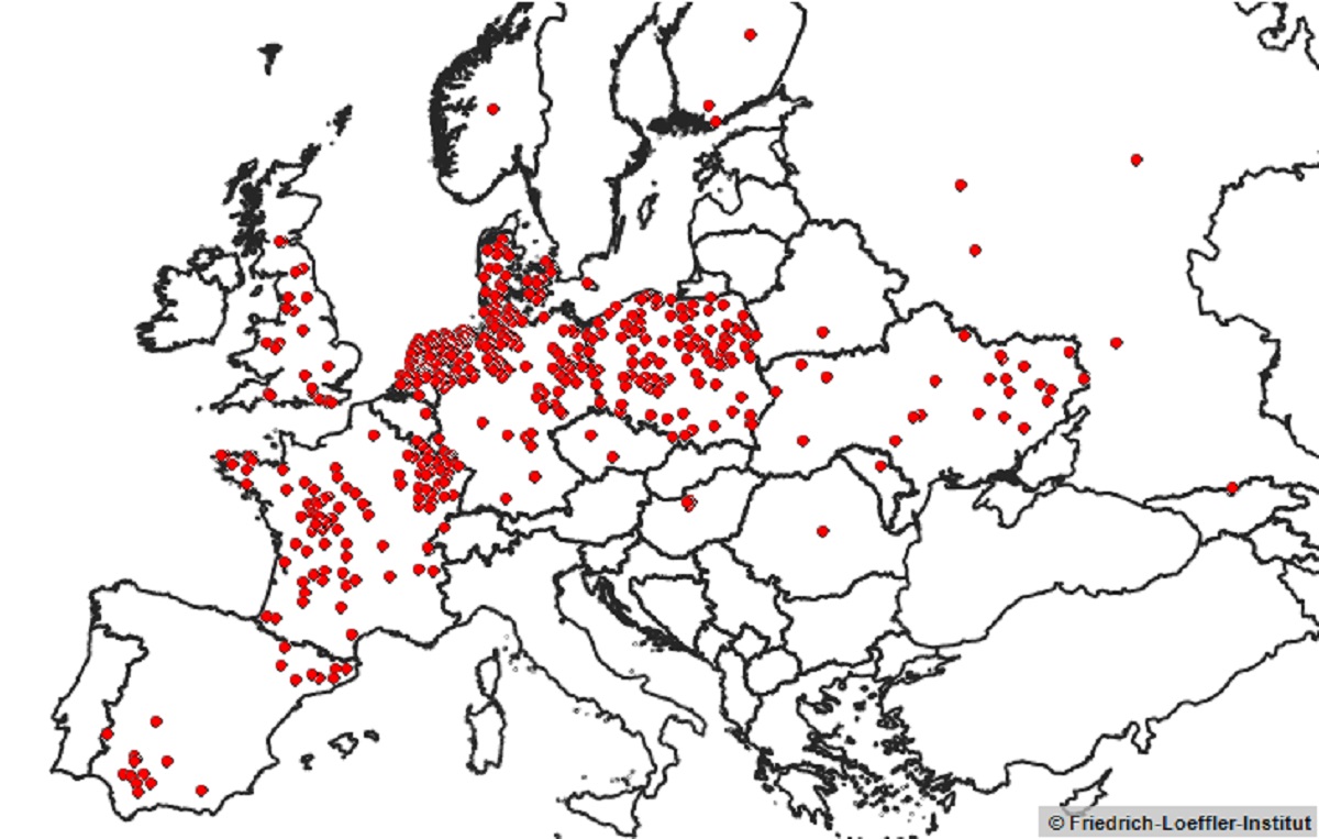 Bat Rabies Europe